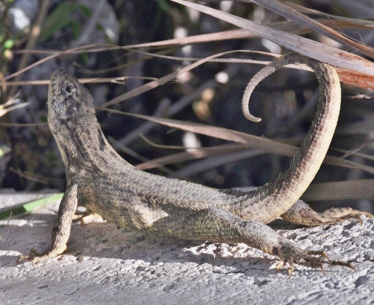 lizard at seven-mile bridge